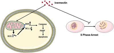 Ivermectin has New Application in Inhibiting Colorectal Cancer Cell Growth